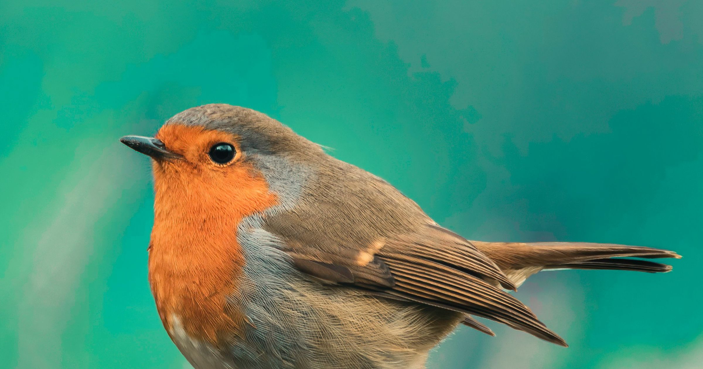 Could Flappy Bird be liable for copyright infringement against Nintendo?